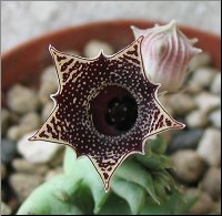 Huernia sp 3